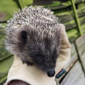 One of our hogs